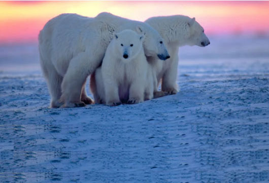 3PolarBears Northrop Grumman Awarded $429M Contract for Payload that will Provide Continuous Coverage of Polar Regions